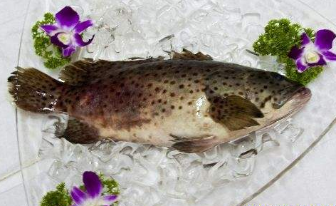 冻品海鲜未来将成为市场主流